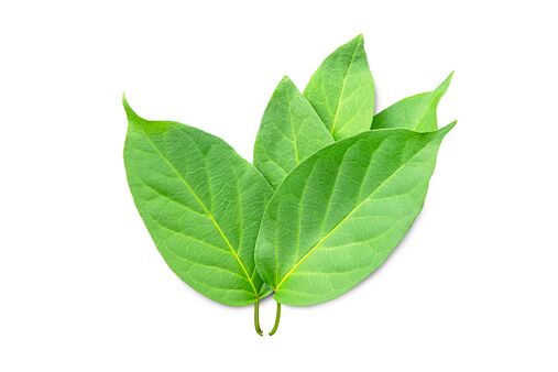 Blutforde съдържа екстракт от Gymnema sylvestre